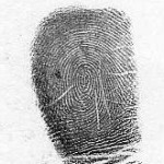 whorl fingerprint